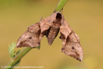 Eyed Hawk-moth 
