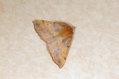 Feathered Thorn  
