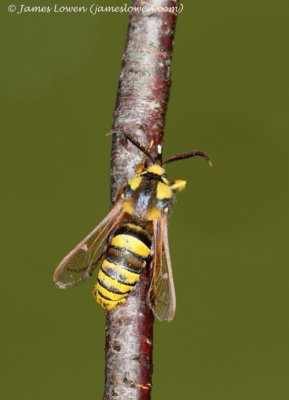 Hornet Moth 