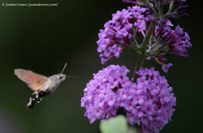 Hummingbird Hawk-moth 