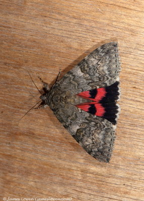 Red Underwing  