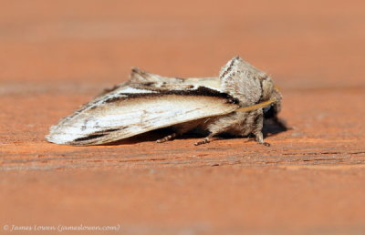 Lesser Swallow Prominent 