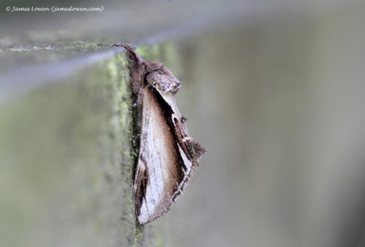 Lesser Swallow Prominent  