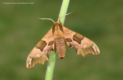 Lime Hawk-moth 