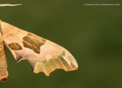 Lime Hawk-moth 