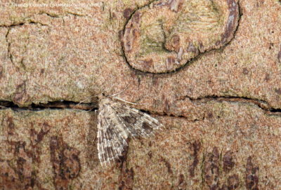Many-plume Moth 