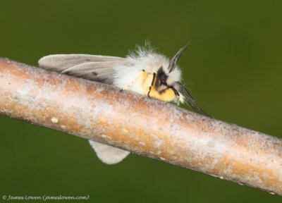 Muslin Moth 