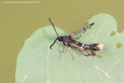 Orange-tailed Clearwing 