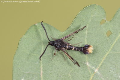 Orange-tailed Clearwing 