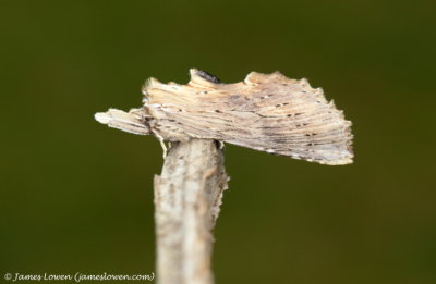 Pale Prominent 