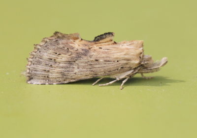 Pale Prominent 