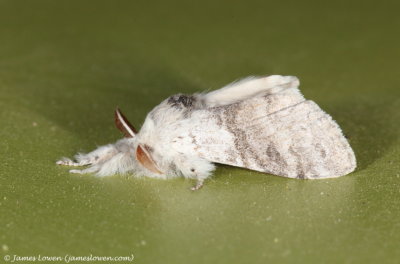 Pale Tussock 