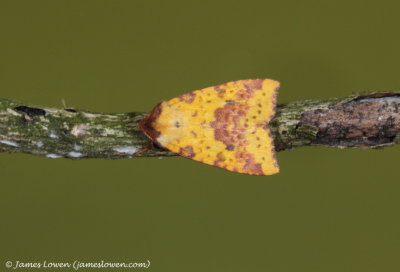Pink-barred Sallow 