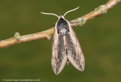 Privet Hawk-moth 