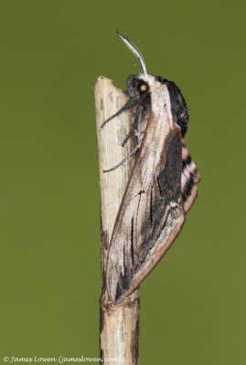 Privet Hawk-moth 