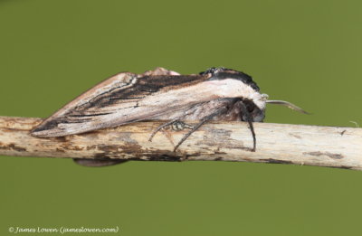 Privet Hawk-moth 