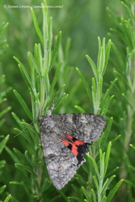 Red Underwing 