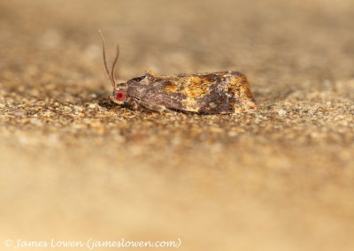Red-barred Tortrix 