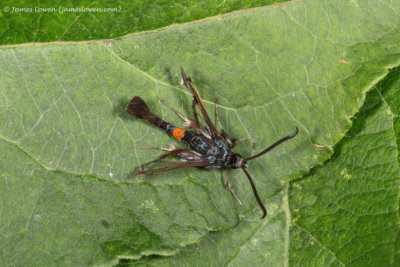 Red-belted Clearwing 