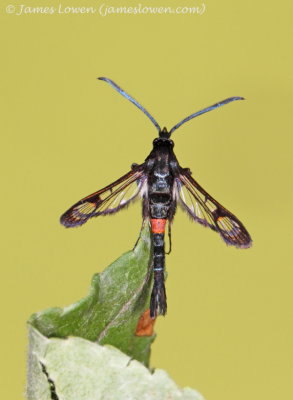 Red-belted Clearwing 