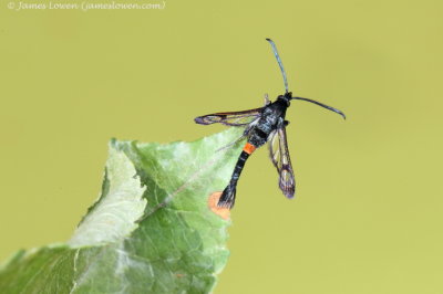 Red-belted Clearwing 