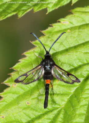 Red-belted Clearwing 