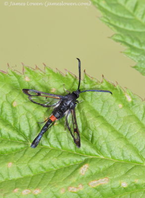 Red-belted Clearwing 