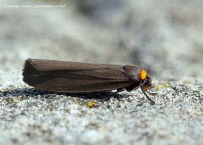 Red-necked Footman 