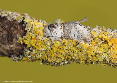 Sallow Kitten 