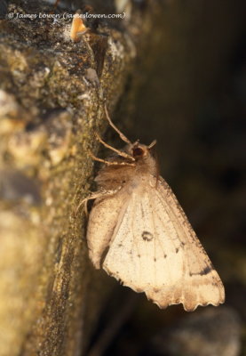 Scalloped Hazel 