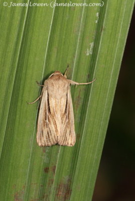 Shoulder-striped Wainscot  