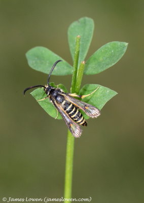 Six-belted Clearwing 