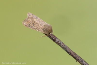 Small Quaker  