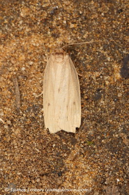 Small Dotted Footman 