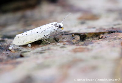 Spindle Ermine (probable)