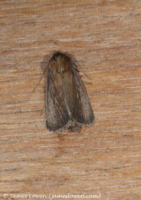 Twin-spotted Wainscot  