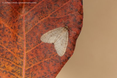 Winter Moth  
