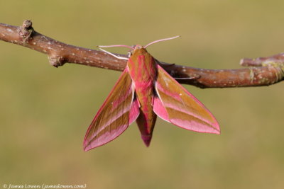 Elephant Hawk-moth