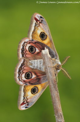 Emperor Moth 