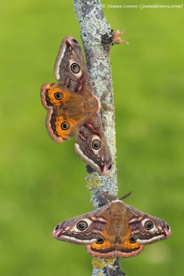 Emperor Moth 