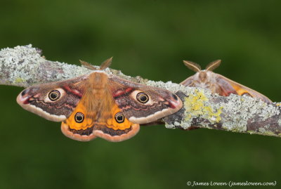 Emperor Moth 