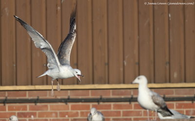 Caspian Gull_3rd cy_Thetford__25-01-18_029 copy.JPG