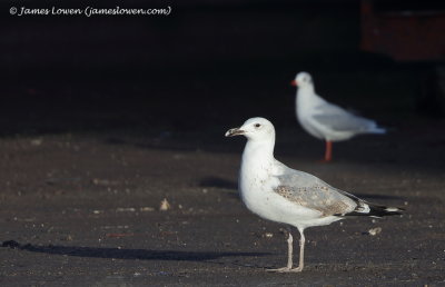 Caspian Gull_3rd cy_Thetford__25-01-18_036 copy.JPG