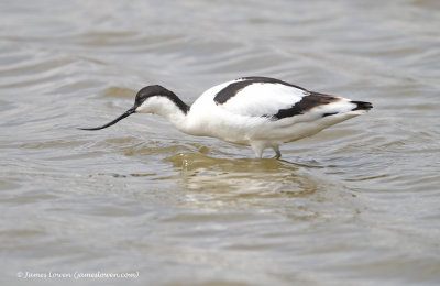 Avocet