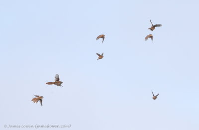 Bearded Tit, irruption