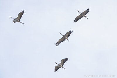 Common Crane, flight