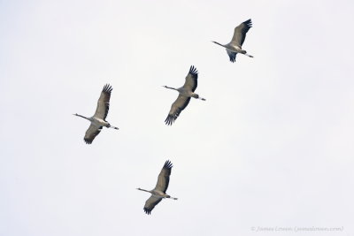 Common Crane, flight
