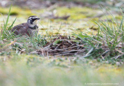 Horned Lark