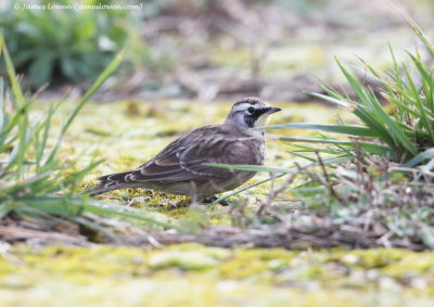 Horned Lark