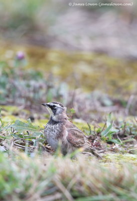 Horned Lark